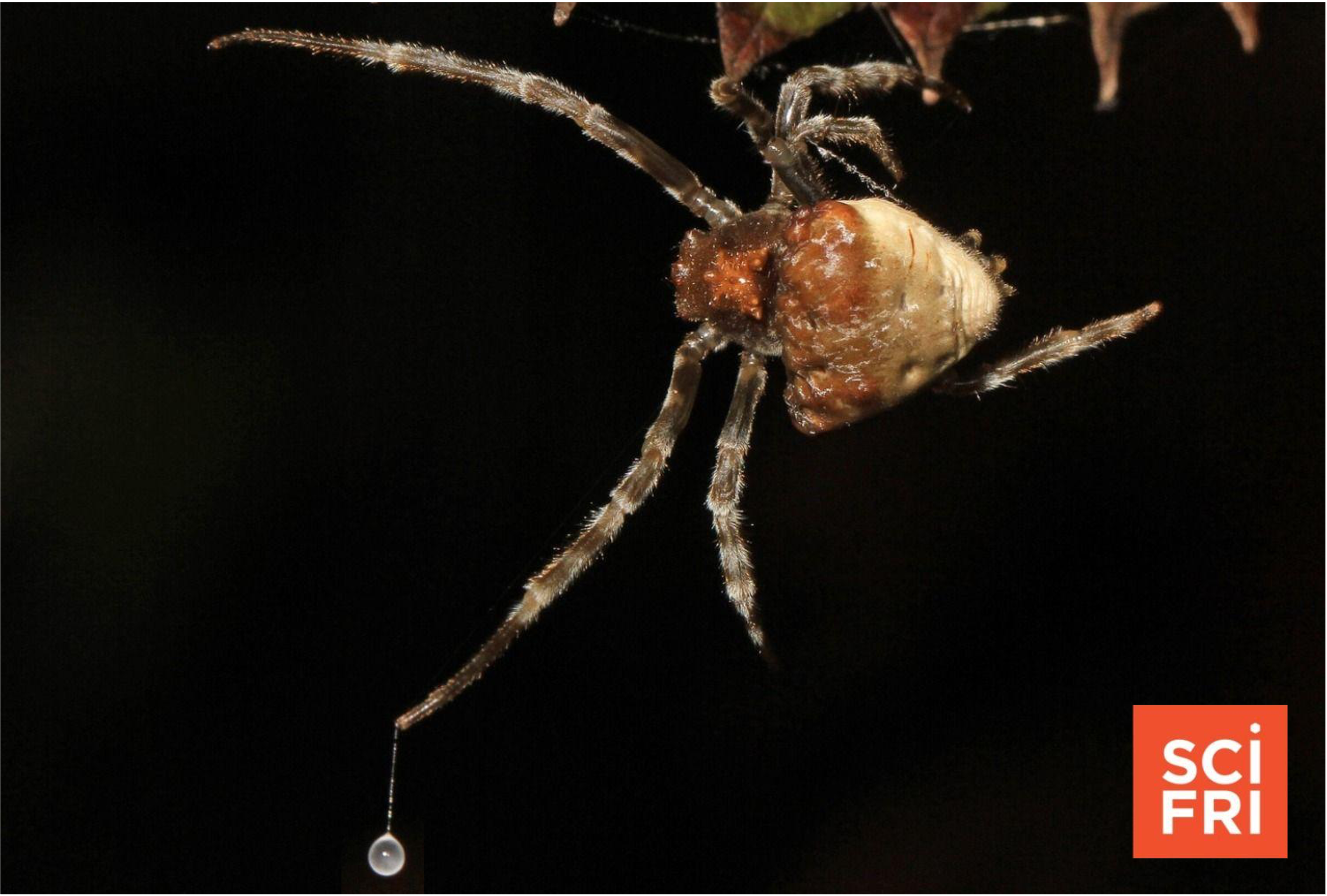 SciFri podcast cover image